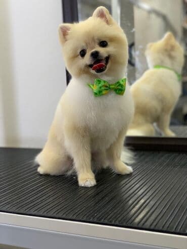 Şpitz, 2 il, Erkek, Cütləşmə üçün, Ünvandan götürmə lalafo.az -da Şpitz, 2 il, Erkek, Cütləşmə üçün, Ünvandan götürmə