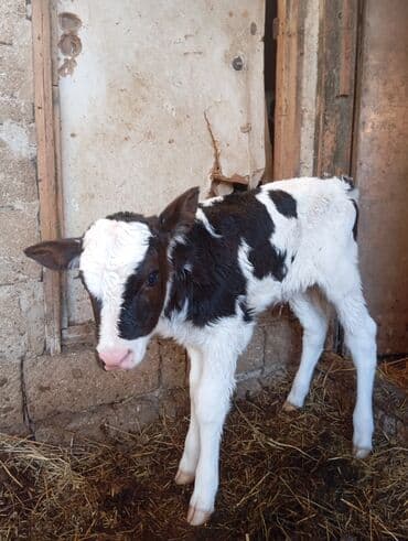Dişi buzov 1 gündü ki doğulub südlü inəyin balasıdır ünvan bine sovxoz lalafo.az -da Dişi buzov 1 gündü ki doğulub südlü inəyin balasıdır ünvan bine sovxoz