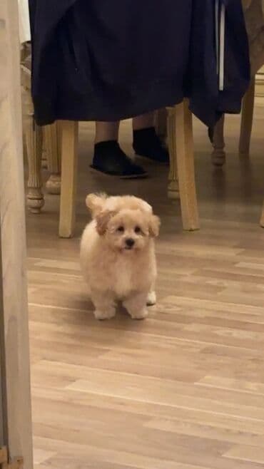 2 ay, Dişi, Peyvəndli, Ünvandan götürmə lalafo.az -da 2 ay, Dişi, Peyvəndli, Ünvandan götürmə