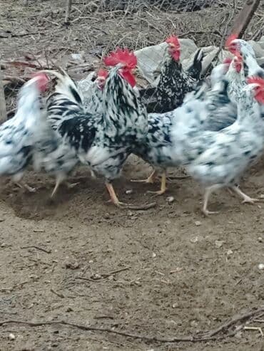 Ankona toyuqlarinin cuceleri satilir isdeyenler nomreyle elaqe lalafo.az -da Ankona toyuqlarinin cuceleri satilir isdeyenler nomreyle elaqe