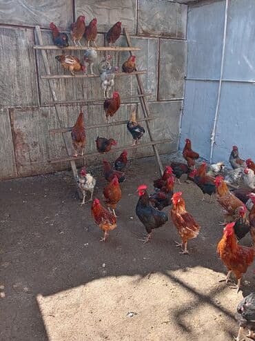 Kənd beçəsi hamsı xoruzudu sağlam heyvanlardı təbii yemlərnən lalafo.az -da Kənd beçəsi hamsı xoruzudu sağlam heyvanlardı təbii yemlərnən