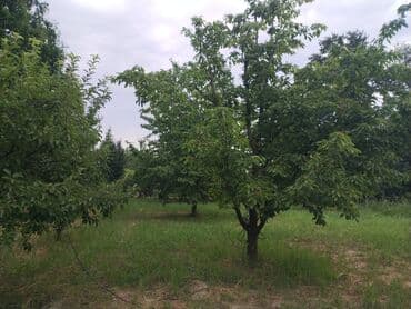 Geely: 10 соток, Для сельского хозяйства, Собственник, Купчая at lalafo.az — 4 Geely: 10 соток, Для сельского хозяйства, Собственник, Купчая — 4