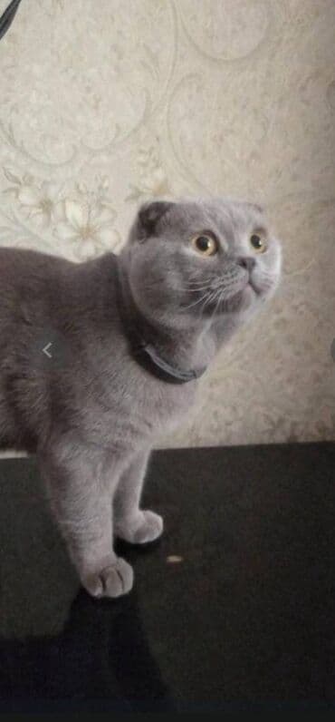 Şotland yastı qulağ pişiyi çox sakit və sevimli oynamaq üçün əsil lalafo.az -da Şotland yastı qulağ pişiyi çox sakit və sevimli oynamaq üçün əsil