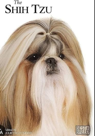 Shi-tsu lalafo.az -da Shi-tsu