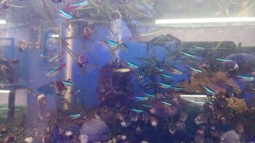 Akvarium__ fish: Neon balığı, Sülhsevər, Ünvandan götürmə, Pulsuz çatdırılma, Ödənişli çatdırılma lalafo.az -da Akvarium__ fish: Neon balığı, Sülhsevər, Ünvandan götürmə, Pulsuz çatdırılma, Ödənişli çatdırılma