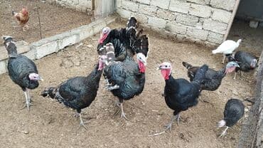 Erkək, Amerika, Ətlik, Ünvandan götürmə lalafo.az -da Erkək, Amerika, Ətlik, Ünvandan götürmə