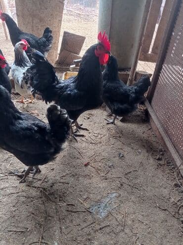 Toyuq, Australorp, Yumurtalıq lalafo.az -da — 4 Toyuq, Australorp, Yumurtalıq — 4