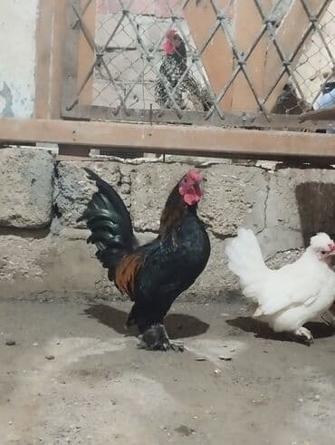 1 fərə 1 xoruz yaponkalar Satılır qiymət ikisinə aiddi Sağlam Cavan lalafo.az -da 1 fərə 1 xoruz yaponkalar Satılır qiymət ikisinə aiddi Sağlam Cavan