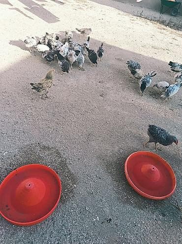 Toyuq cücələri, Damazlıq lalafo.az -da Toyuq cücələri, Damazlıq