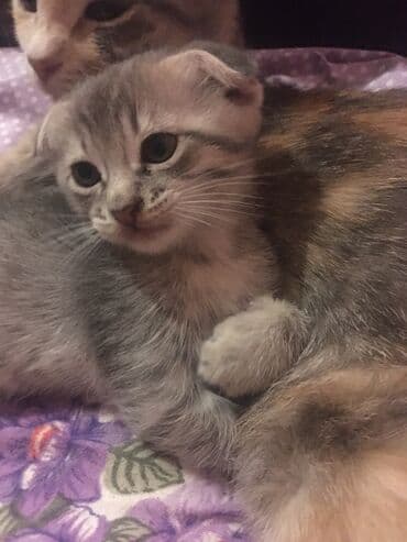 Şotland, Pulsuz çatdırılma lalafo.az -da Şotland, Pulsuz çatdırılma