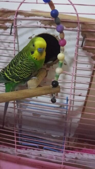 Satılır ata ana 1 bala qiymət 30 AZN qəfəsiz lalafo.az -da — 1 Satılır ata ana 1 bala qiymət 30 AZN qəfəsiz — 1