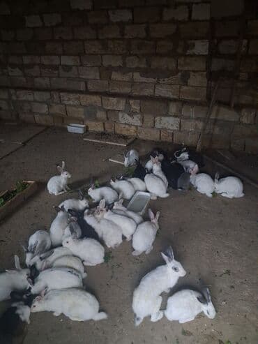 Cins: ev dovşanları (ağ, qara-ağ ləkəli və boz çalarlı fərdlər) lalafo.az -da Cins: ev dovşanları (ağ, qara-ağ ləkəli və boz çalarlı fərdlər)