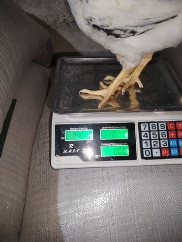 Бусы: Электронные at lalafo.az — 8 Бусы: Электронные — 8