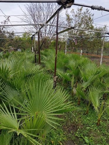 Vasiqton sortudu bular her olcude var boyukler 20 manatdi oz lalafo.az -da — 6 Vasiqton sortudu bular her olcude var boyukler 20 manatdi oz — 6