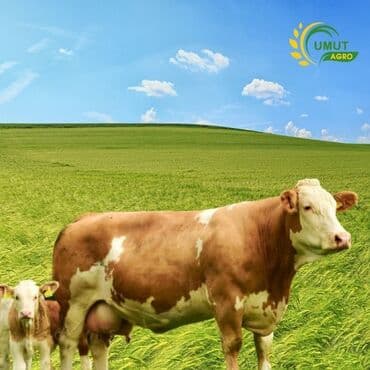 Fermaya Ailəli İşçi tələb olunur.
maaş işə uyğun olaraq hesablanır lalafo.az -da Fermaya Ailəli İşçi tələb olunur.
maaş işə uyğun olaraq hesablanır