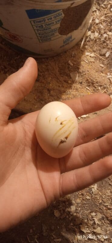 Toyuq, Damazlıq lalafo.az -da Toyuq, Damazlıq