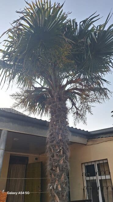 Bitki dərmanları: Palma 4 metre yaxindi satilir istyen cixartdirib aparsin lalafo.az -da — 2 Bitki dərmanları: Palma 4 metre yaxindi satilir istyen cixartdirib aparsin — 2