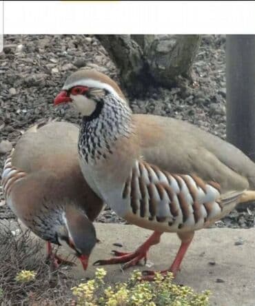 Fransız kəklikin xoruzdarı satılır Xınalı kəklik ilədə cütə vurmaq lalafo.az -da Fransız kəklikin xoruzdarı satılır Xınalı kəklik ilədə cütə vurmaq