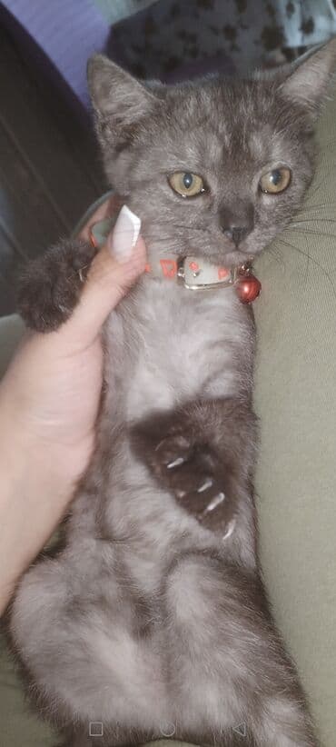 Yaxşı əllərə lalafo.az -da Yaxşı əllərə