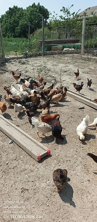 Toyuq, Yumurtalıq lalafo.az -da Toyuq, Yumurtalıq