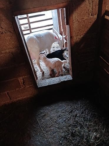 Dişi, Zanen, il: 1, 50 kq, Südlük, Ünvandan götürmə lalafo.az -da Dişi, Zanen, il: 1, 50 kq, Südlük, Ünvandan götürmə