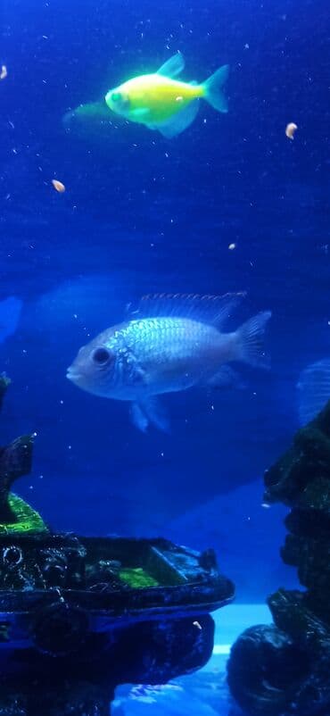 Cixlid balığı, Sülhsevər lalafo.az -da Cixlid balığı, Sülhsevər