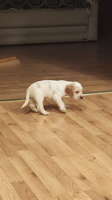 Koker spaniyel, 2 ay, Erkek, Peyvəndli, Ödənişli çatdırılma lalafo.az -da Koker spaniyel, 2 ay, Erkek, Peyvəndli, Ödənişli çatdırılma