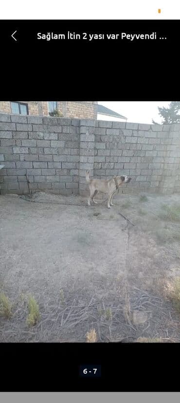 Qurdbasar, 2 il, Dişi lalafo.az -da Qurdbasar, 2 il, Dişi