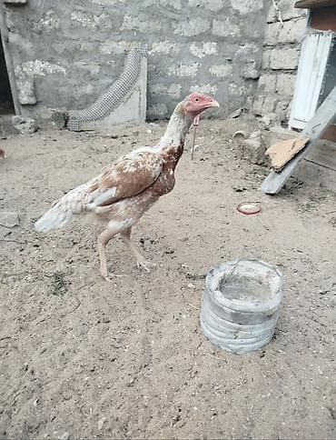 Toyuq, Damazlıq, Pulsuz çatdırılma lalafo.az -da Toyuq, Damazlıq, Pulsuz çatdırılma