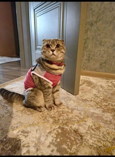 Şotland, Dişi lalafo.az -da Şotland, Dişi