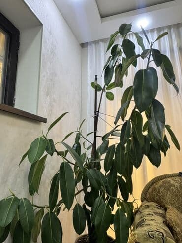 Böyük ölçülü otaq bitkiləri dəsti - Fikus elastika (rezin ağacı) lalafo.az -da Böyük ölçülü otaq bitkiləri dəsti - Fikus elastika (rezin ağacı)
