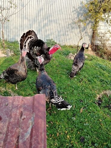 Salam. Elanı oxuyun, sonra əlaqə saxlayın. Şəkildəki hindüşqalar lalafo.az -da Salam. Elanı oxuyun, sonra əlaqə saxlayın. Şəkildəki hindüşqalar