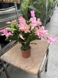 Удобрения: Sarı, çəhrayı və ağ dekabrist. Hər biri 12azn. Vatsapp mövcuddur! at lalafo.az — 2 Удобрения: Sarı, çəhrayı və ağ dekabrist. Hər biri 12azn. Vatsapp mövcuddur! — 2