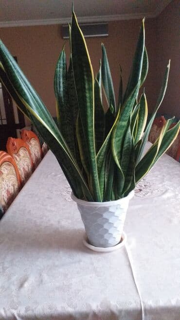 Sansevieria (Qaynanadil) – dekorativ otaq bitkisi - Bitki tipi lalafo.az -da Sansevieria (Qaynanadil) – dekorativ otaq bitkisi - Bitki tipi