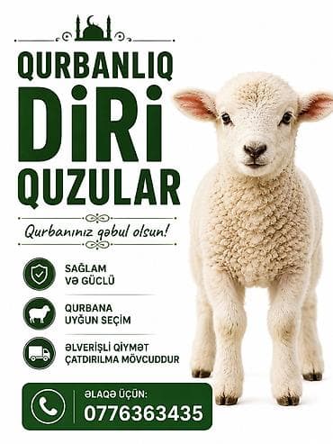 Salam. Diri quzular var qurbanlıq. Bakıxanov qəsəbəsində satılır at lalafo.az Salam. Diri quzular var qurbanlıq. Bakıxanov qəsəbəsində satılır