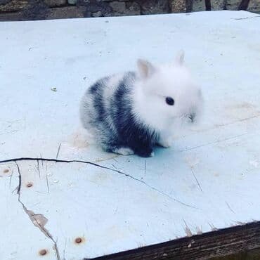 🟠 Ev dovşanı balalarına super endirim kampaniyası. müvəqqəti olaraq 50 lalafo.az -da 🟠 Ev dovşanı balalarına super endirim kampaniyası. müvəqqəti olaraq 50