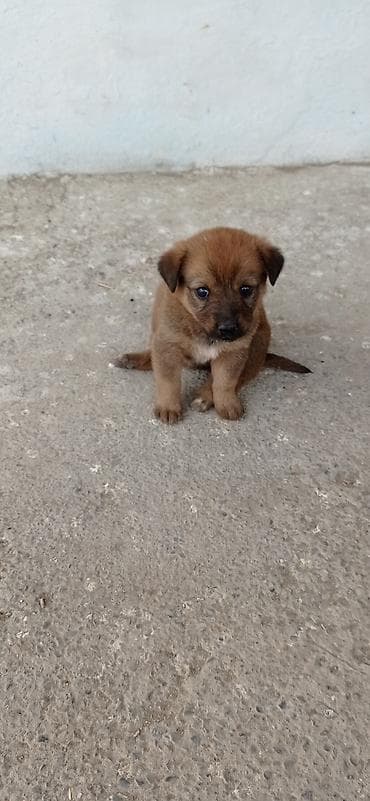 Peyvəndli lalafo.az -da Peyvəndli