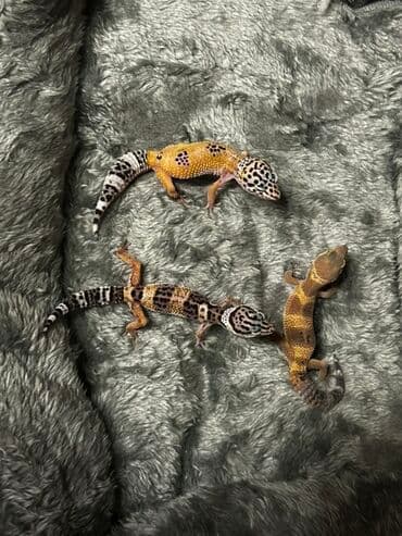 Leopard gecko Balalari - Növ: Leopard gekko (Eublepharis lalafo.az -da Leopard gecko Balalari - Növ: Leopard gekko (Eublepharis