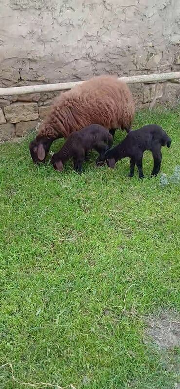 Qoyun və 2 quzu dəsti - Ana qoyun: qəhvəyi yunlu, uzunqulaq, yerli lalafo.az -da Qoyun və 2 quzu dəsti - Ana qoyun: qəhvəyi yunlu, uzunqulaq, yerli