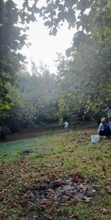 Zaqatala muganlı şaban bagı deyilən ərazidə18 sotun içində 16 topası lalafo.az -da Zaqatala muganlı şaban bagı deyilən ərazidə18 sotun içində 16 topası
