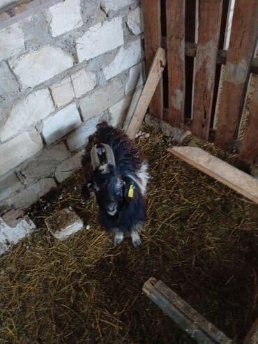 Cepisder. diri ceki ile satilirlar 8 manatda lalafo.az -da Cepisder. diri ceki ile satilirlar 8 manatda