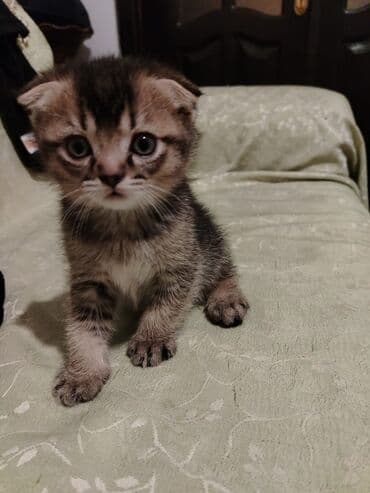 Şotland yastı qulaq, Erkək, Yaxşı əllərə, Ünvandan götürmə lalafo.az -da Şotland yastı qulaq, Erkək, Yaxşı əllərə, Ünvandan götürmə