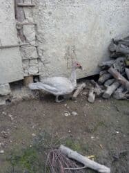 6 Ayliq Erkey lavanda satılır temiz qandı qiymət 40 Azen lalafo.az -da 6 Ayliq Erkey lavanda satılır temiz qandı qiymət 40 Azen