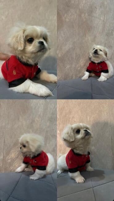 Pekines, 9 ay, Erkek, Peyvəndli, Pulsuz çatdırılma lalafo.az -da Pekines, 9 ay, Erkek, Peyvəndli, Pulsuz çatdırılma