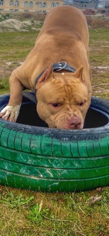 Pitbul, 4 il, Erkek, Cütləşmə üçün lalafo.az -da Pitbul, 4 il, Erkek, Cütləşmə üçün