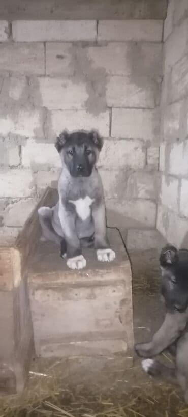 Kanqal, 2 ay, Erkek, Peyvəndli, Rayonlara çatdırılma, Ünvandan götürmə, Ödənişli çatdırılma lalafo.az -da Kanqal, 2 ay, Erkek, Peyvəndli, Rayonlara çatdırılma, Ünvandan götürmə, Ödənişli çatdırılma