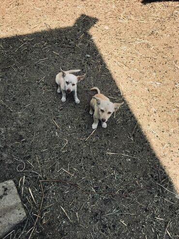 2 ay, Dişi, Sənədli lalafo.az -da 2 ay, Dişi, Sənədli