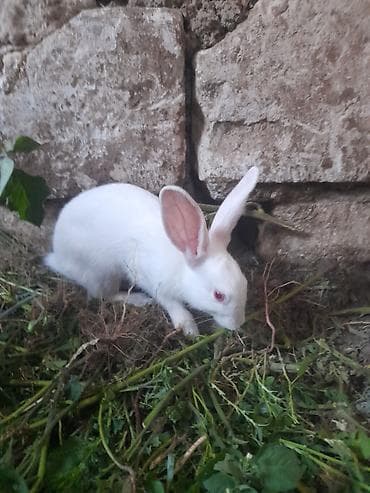 3 dene erkeydi tecili satilir diwi dovwanla barterde var lalafo.az -da 3 dene erkeydi tecili satilir diwi dovwanla barterde var
