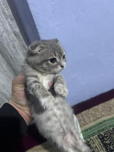 Şotland yastı qulaq, Erkək lalafo.az -da — 1 Şotland yastı qulaq, Erkək — 1