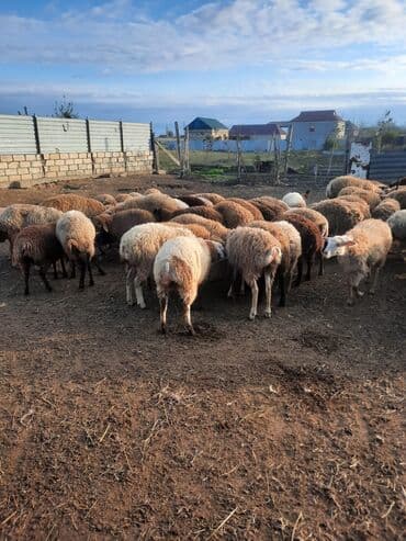 Salam. quzular satılır. ünvan Biləsuvar. fikri ciddi olan marağlana lalafo.az -da Salam. quzular satılır. ünvan Biləsuvar. fikri ciddi olan marağlana